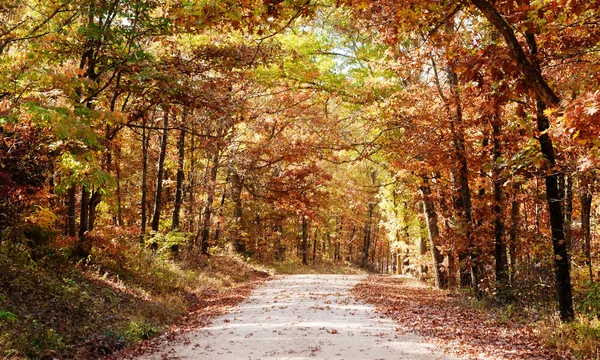 Route de campagne à travers les arbres d'automne — Photo