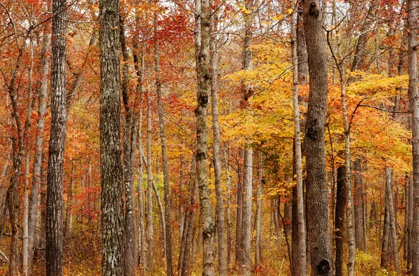 शरद ऋतू किंवा शरद ऋतू जंगल — स्टॉक फोटो, इमेज
