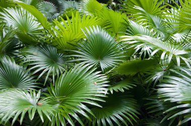 Tropical rainforest palm background clipart