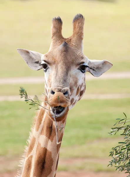 Африканський жирафа впритул — стокове фото