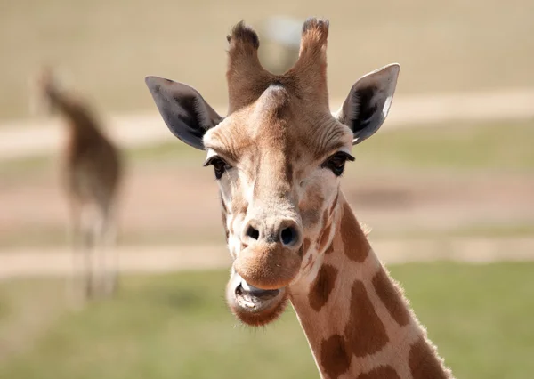 Afrikanska giraff på nära håll — Stockfoto