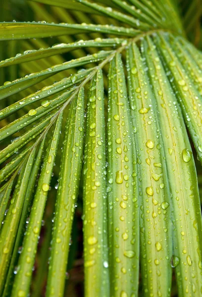 Yeşil palmiye yaprağı ile su damlaları — Stok fotoğraf