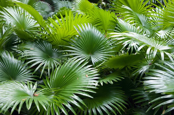 Tropikal yağmur ormanlarında palmiye arka plan — Stok fotoğraf