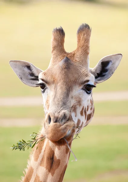Afrikanska giraff på nära håll — Stockfoto