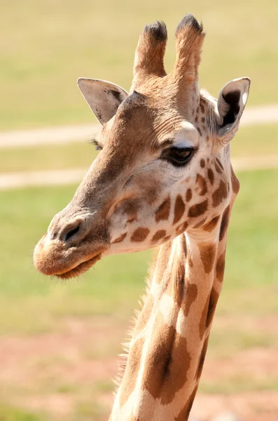 Afrikai zsiráf közelről — Stock Fotó