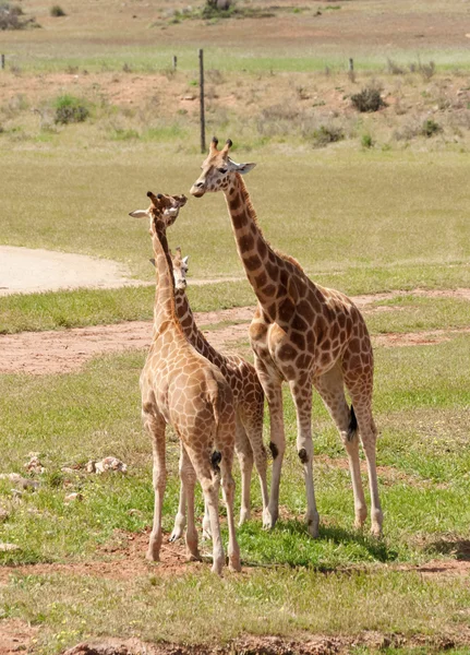 En yakın Afrika zürafa — Stok fotoğraf