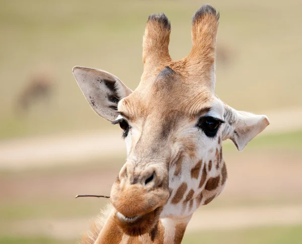 Girafa africana de perto — Fotografia de Stock