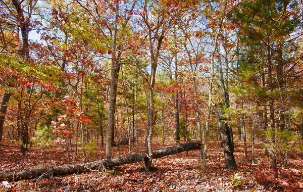 शरद ऋतू किंवा शरद ऋतूमध्ये रंगीत पाने — स्टॉक फोटो, इमेज