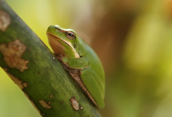 Карликовая зелёная лягушка в растении — стоковое фото