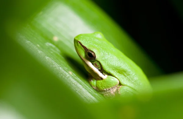 Карликовая зелёная лягушка в растении — стоковое фото