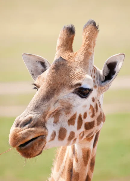 Girafa africana de perto — Fotografia de Stock