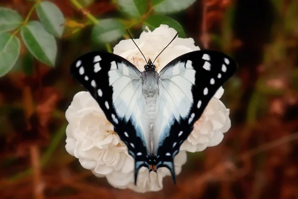 Butterfly on a rose flower — Stock Photo, Image