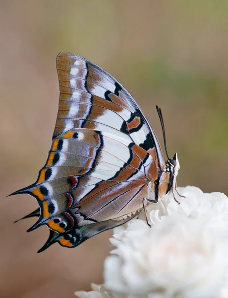 Πεταλούδα σε ένα ροδαλό λουλούδι — Φωτογραφία Αρχείου