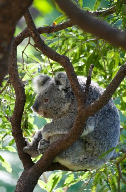 Australian koala in a tree clipart