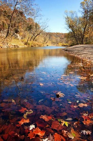 秋天的树叶在水里 — 图库照片