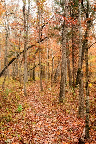 Шлях через осінній ліс — стокове фото