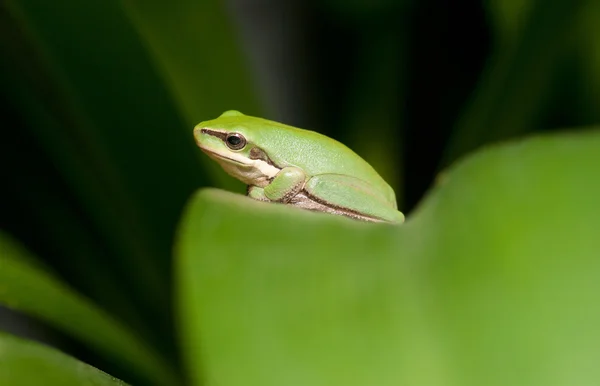 Żaba zielona — Zdjęcie stockowe