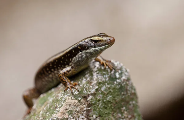 Skink lizard on a rock — Stock Photo, Image
