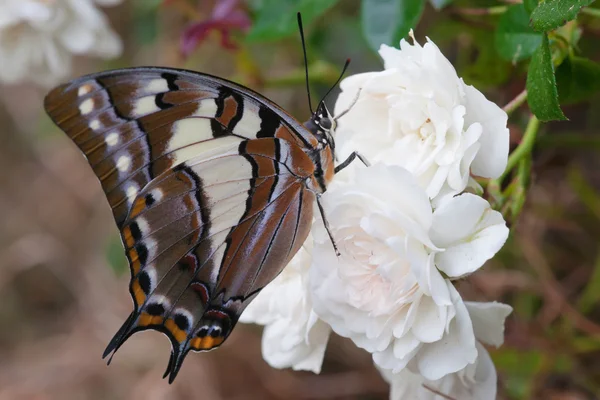 꽃에 스 왈 로우 테일 buterfly — 스톡 사진