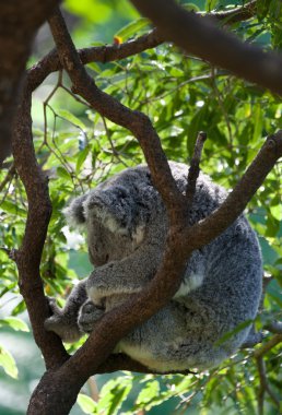 Australian koala in a tree clipart