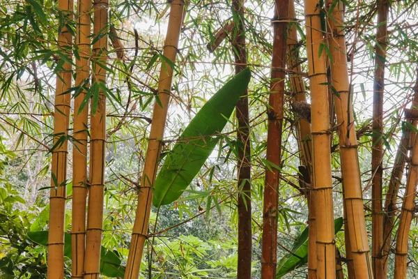 Бамбукові дерева полюс — стокове фото