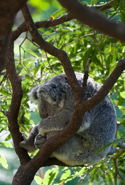 Австралийская коала на дереве — стоковое фото