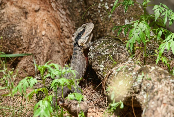 Східний водяний дракон ящірка — стокове фото