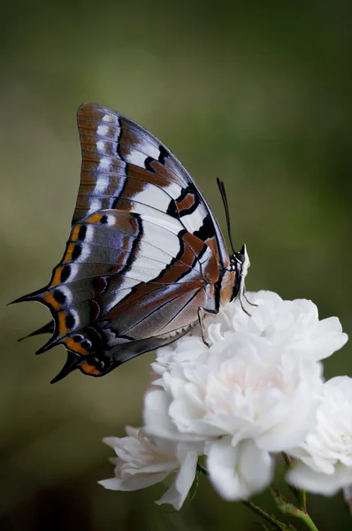 Πεταλούδα σε ένα ροδαλό λουλούδι — Φωτογραφία Αρχείου