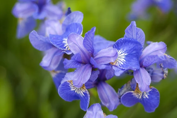 紫罗兰花-虹膜 — 图库照片