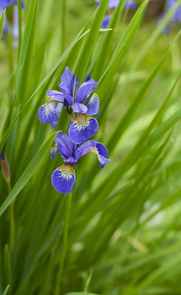 Fleur violette - iris — Photo