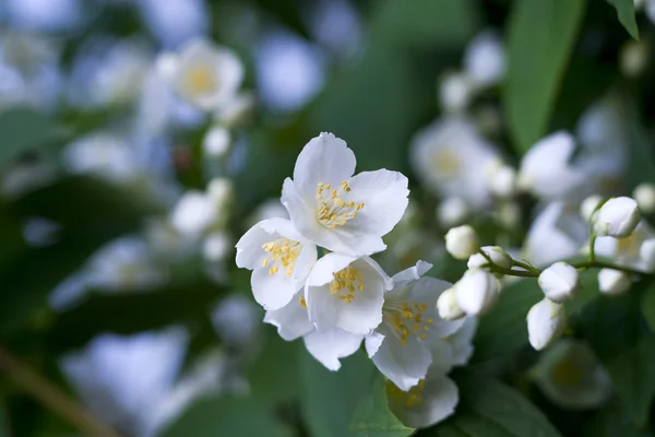 Hermosas flores frescas de jazmín —  Fotos de Stock