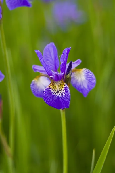 紫罗兰花虹膜 — 图库照片