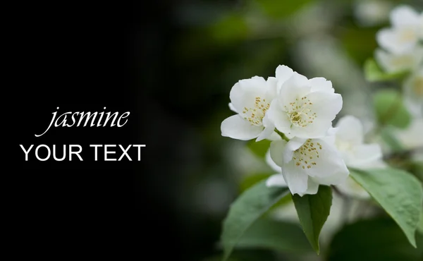 Beautiful fresh jasmine flowers — Stock Photo, Image