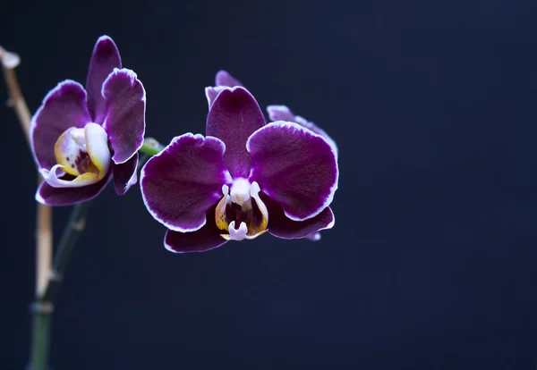 Orquídea roxa de perilla bonita — Fotografia de Stock