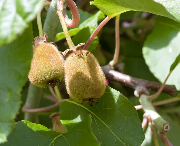 Young kiwi fruit — Stock Photo, Image