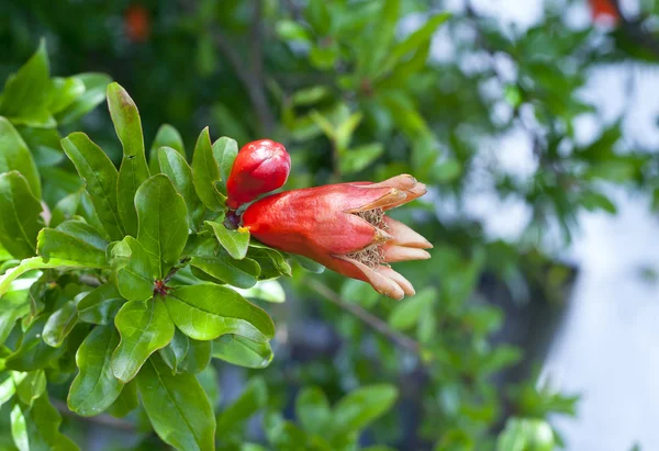Young pomegranate — Stock Photo, Image