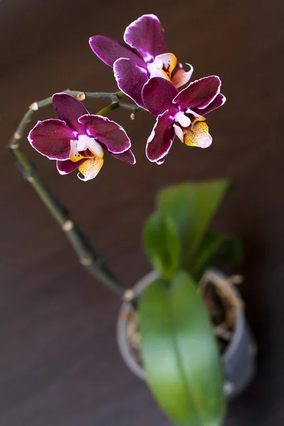 Hermosa orquídea púrpura perilla —  Fotos de Stock