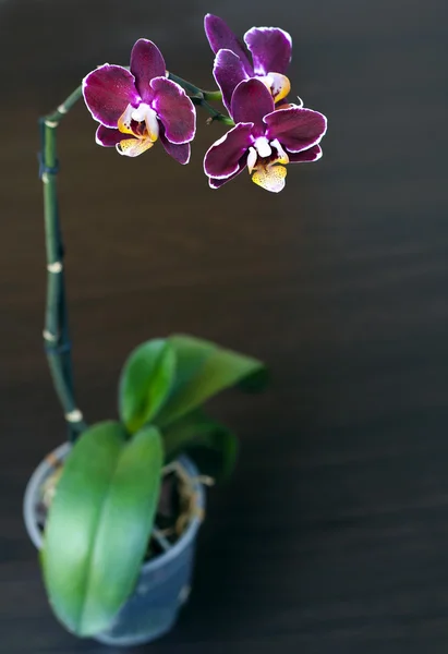 Hermosa orquídea púrpura perilla — Foto de Stock