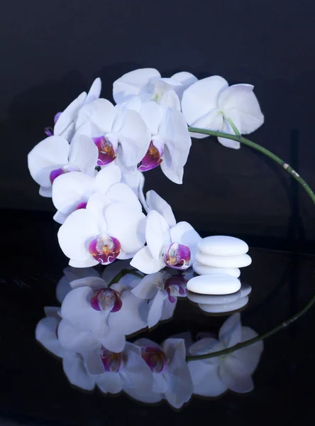 Bílá orchidej whis kameny — Stock fotografie
