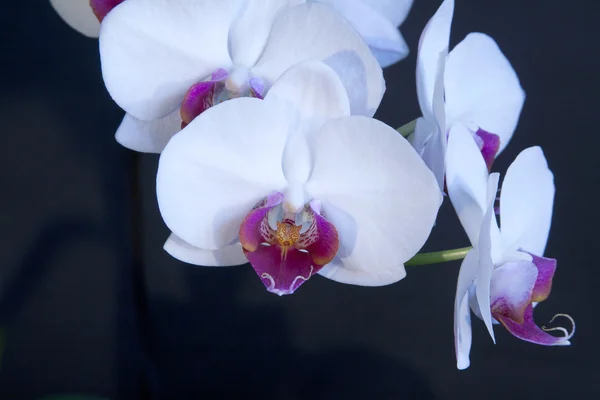 Orquídea branca no fundo escuro — Fotografia de Stock