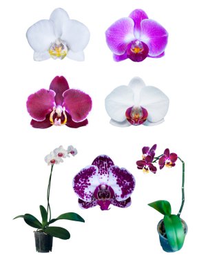 grup izole orkide