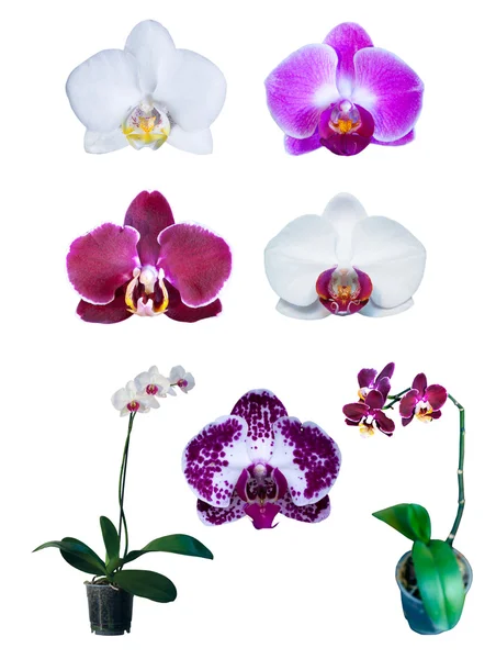 Group of orchids isolated — Stock Photo, Image