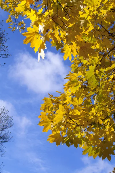 黄色的树叶 — 图库照片