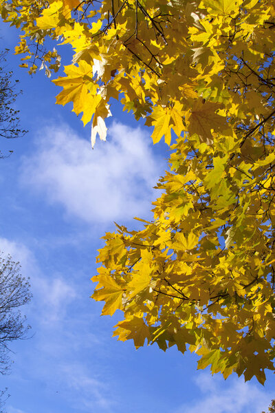 Autumn yellow leaves against the blue sky