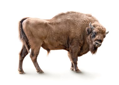 European bison isolated