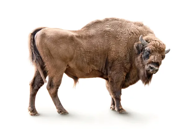 Europese bizon geïsoleerd — Stockfoto