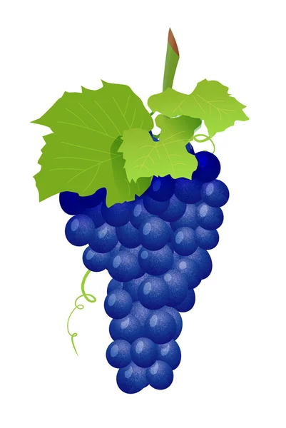 Aglomerado de uvas isolado em branco —  Vetores de Stock