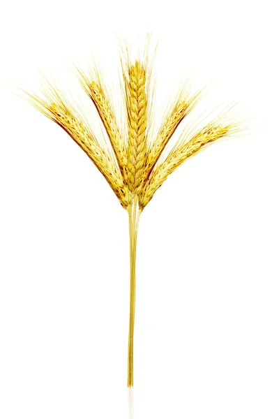 黄小麦 — 图库照片