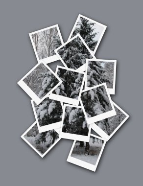 Winter forest, collage of photos for your design clipart
