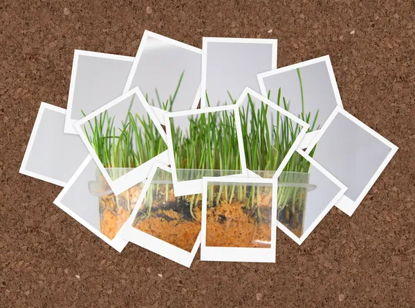 Pěstuje trávu, koláž z fotografií pro váš návrh — Stock fotografie